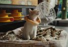 AFS “On Our Screen” Presents: “25 Cats from Qatar” [2025 / 95 min. / Mye Hoang] – April 18th